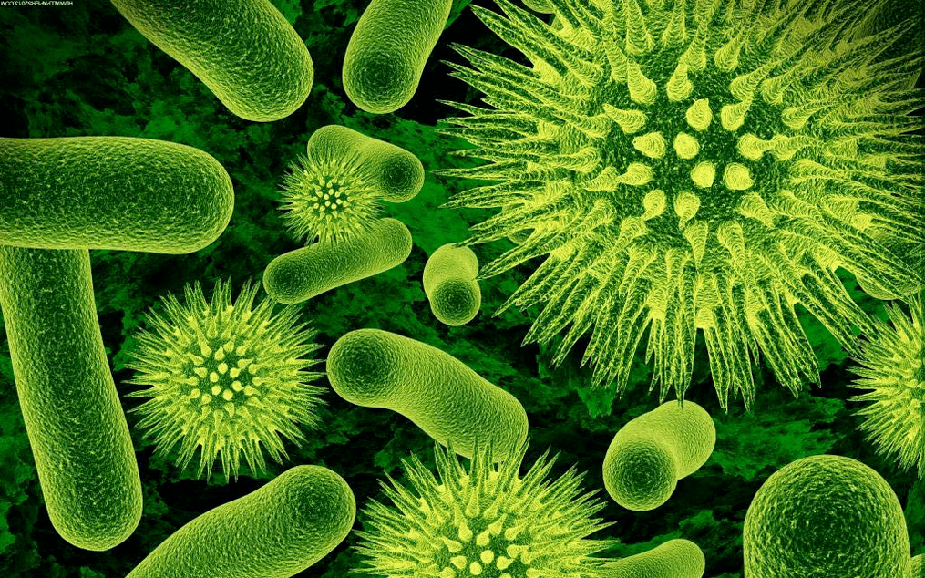 kuidas bakterid kehasse sisenevad